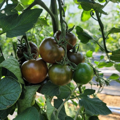 Deliver 19~20 May. (Pre-order) Organic Heuk tomato (오가닉 흑토마토) Kumato - 1kg
