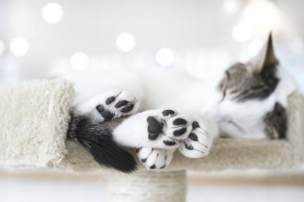 What's the with Cats' Beans (aka –