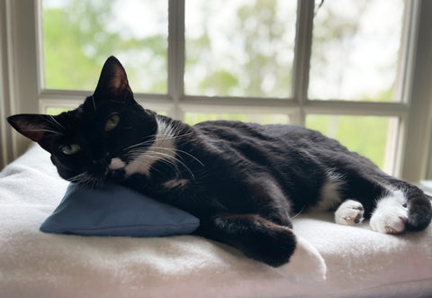 Pillow for Orthopedic Cat Bed