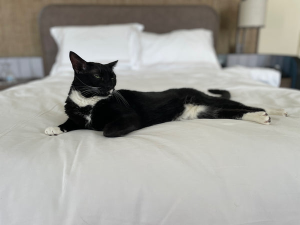 Cat laying on hotel bed