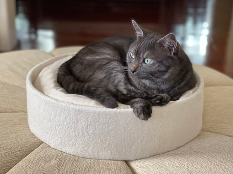 Cat Curled up in Nido Cat Bed