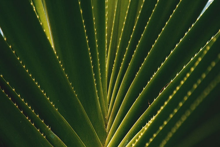 Close-up of agave