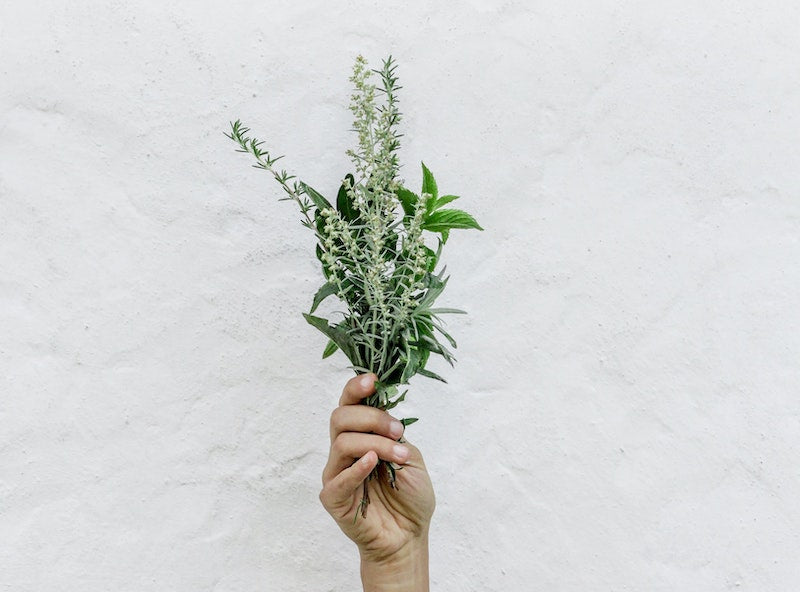 Hand holds green herbs