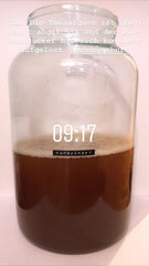 Large glass jar with Kombucha fermented