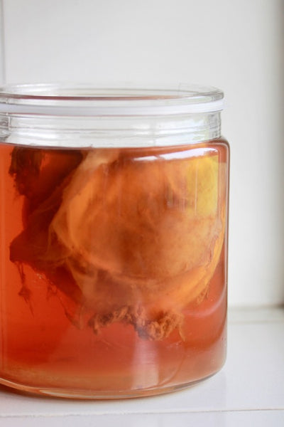 Scoby Kombucha grosses Aufbewahrungsglas