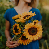 farm fresh sunflower bouquets for sale in the Okanagan Valley. Local Flower farm supplies grocery stores.