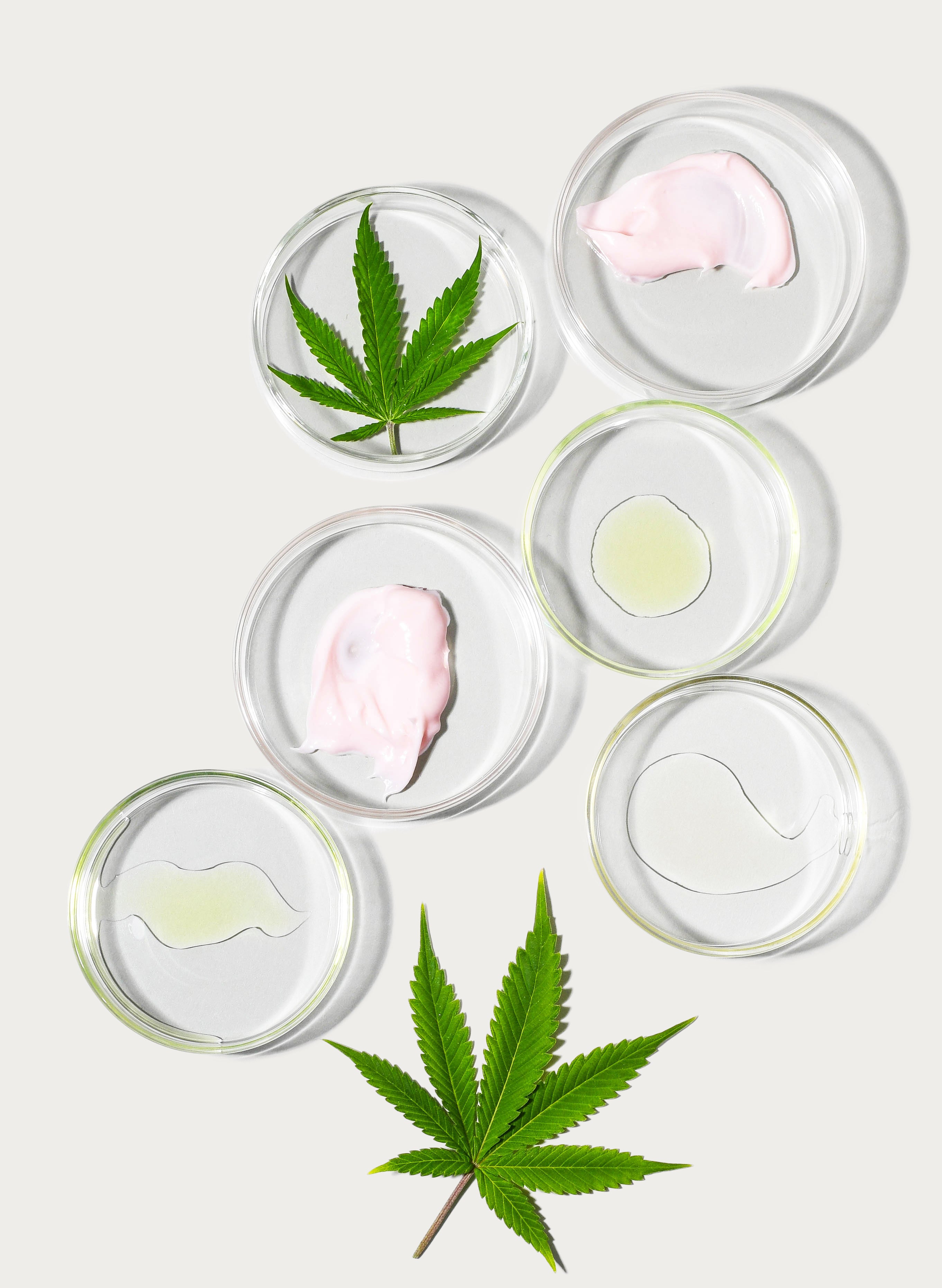 Debunking 5 Common Cbd Myths And Misconceptions