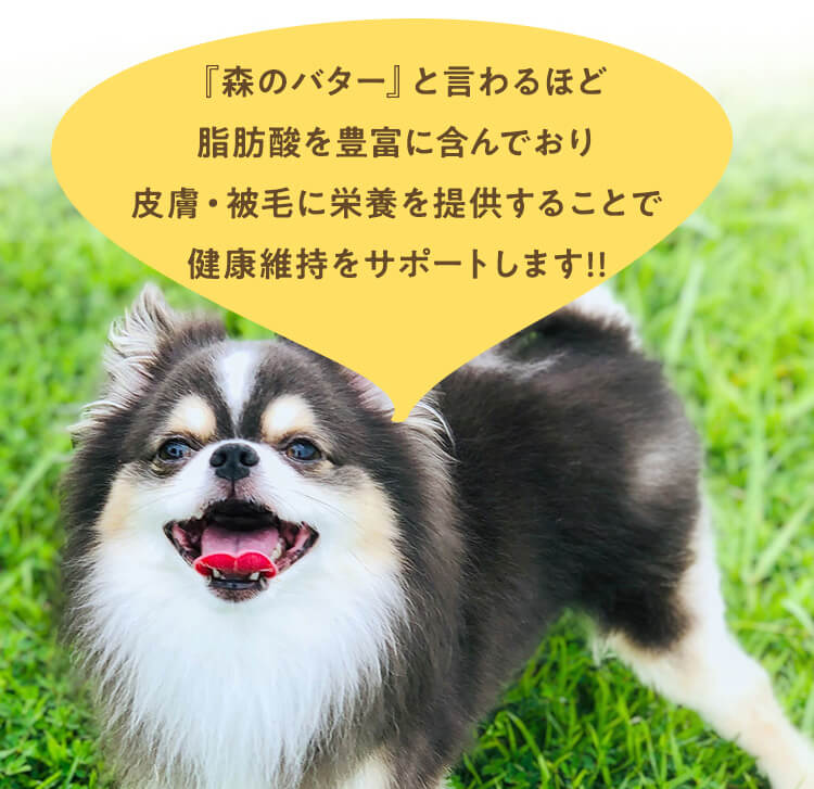 アボカドは森のバターと言われるほど。体に良い脂肪を豊富に含んでいます