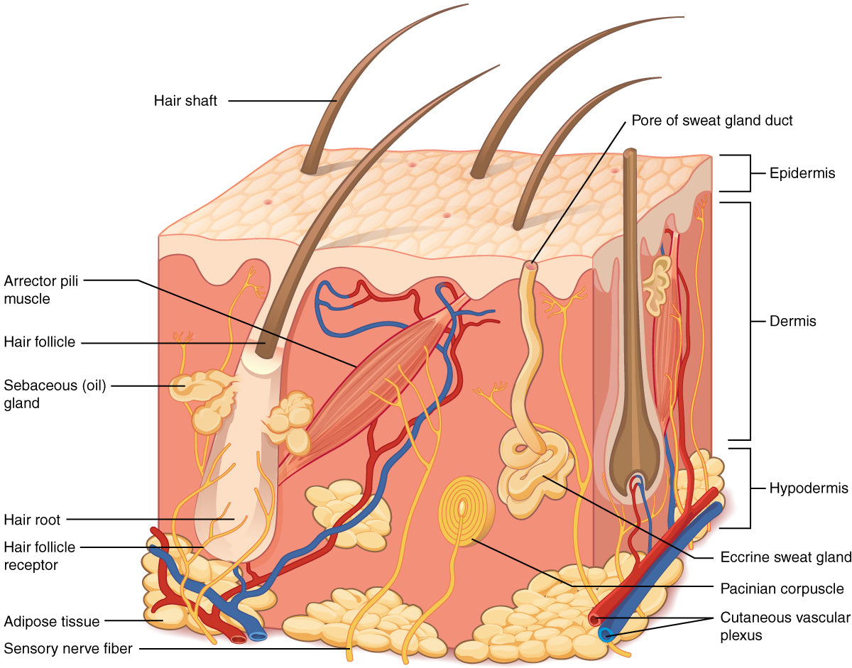 Anatomy of the skin. Skin explained. 