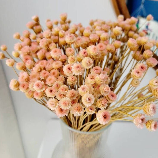 Dried White Everlasting Straw Flowers Natural White Daisies Dry