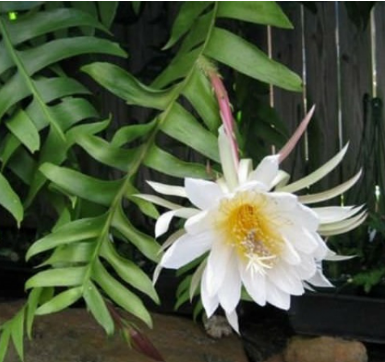 Exotenherz Epiphyllum anguliger Krokodilschwanz-Kaktus 9cm