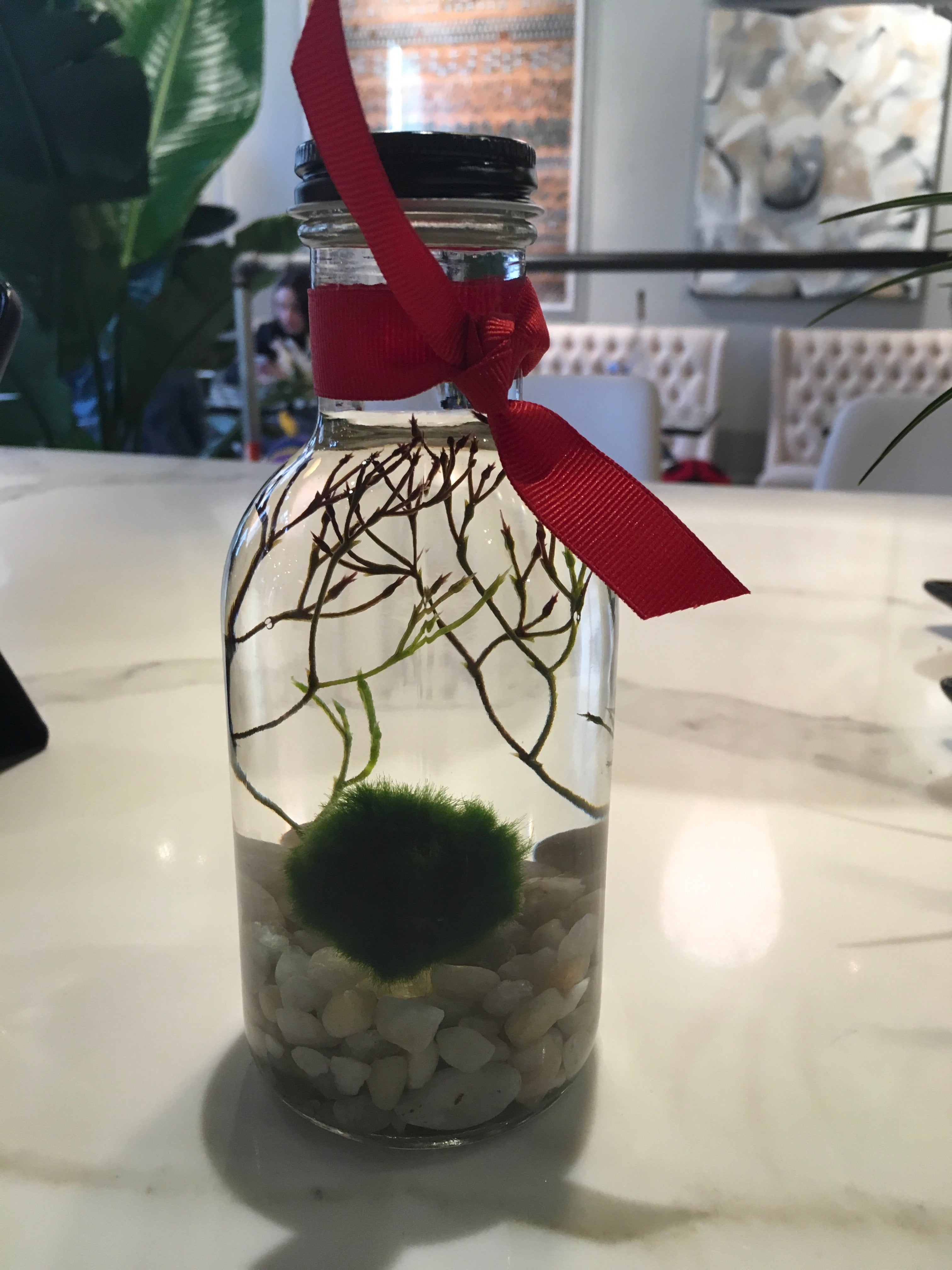 Marimo Moss Ball