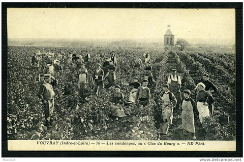 Vintage photo of workers in vineyards