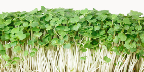 arugula