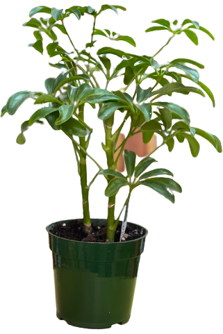 Schefflera Plant — Eclore Floral