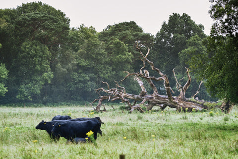 Black cows, Killarney National Park, County Kerry, Ireland
