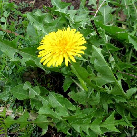 Dandelion Root Tincture – Chickadee Apothecary