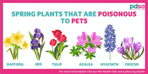 Poisonous Spring Plants