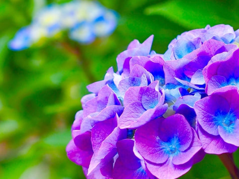 紫陽花・梅雨の花・多事を成す・