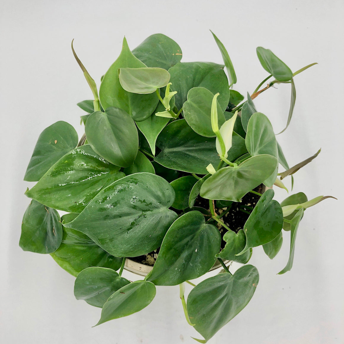 heart leaf philodendron