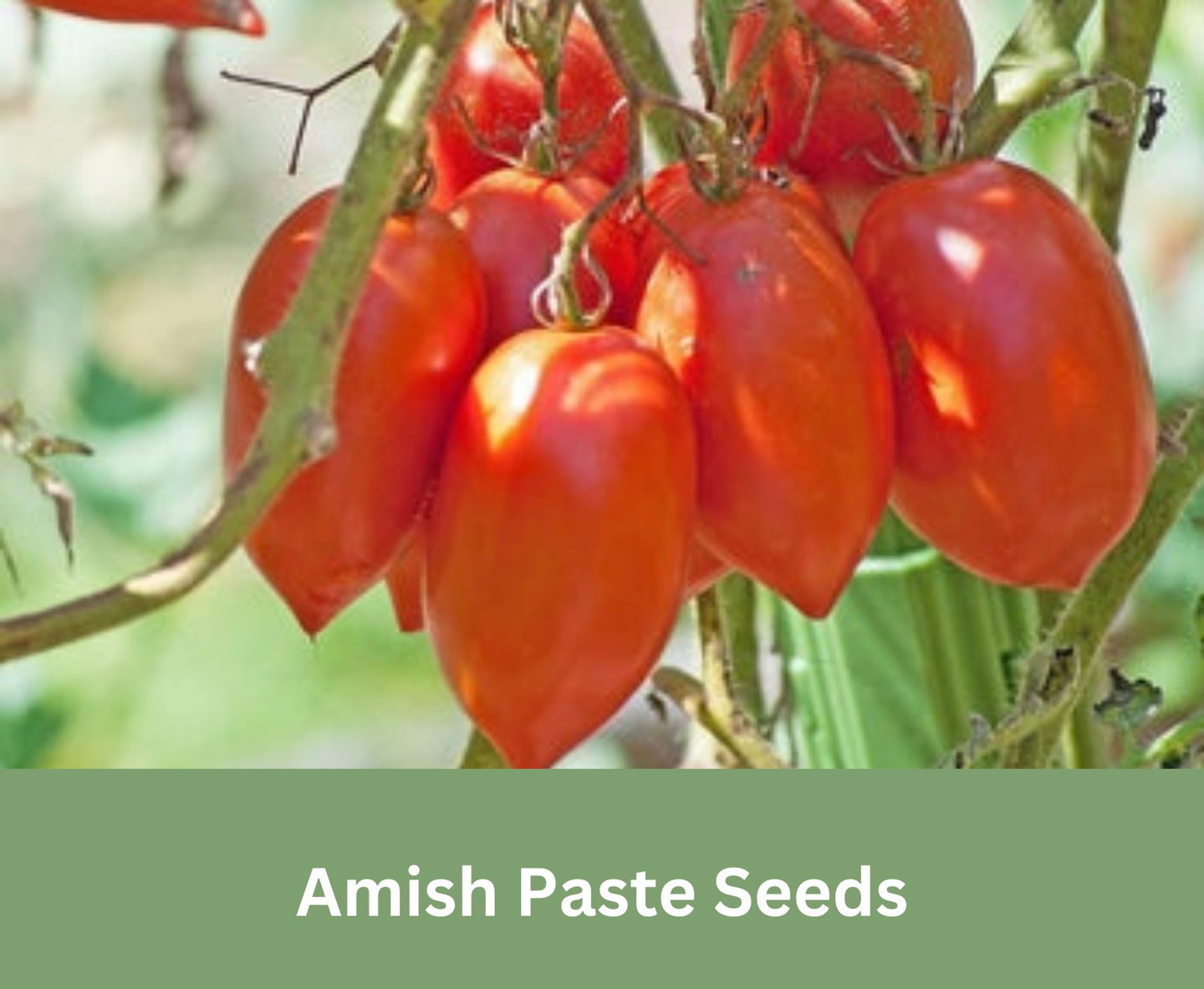 Amish Paste Tomato Seeds Seedstocherish Non Gmo Organic