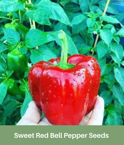  Sweet Bell Pepper Seeds Collection, 200 Seeds, 4 Heirloom  Non-GMO Varieties. Giant Green, Yellow Sunbright, Orange Horizon, Big Red.  : Patio, Lawn & Garden