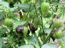 Load image into Gallery viewer, Buy Online High Quality Heirloom Tomatillo Purple Seeds Rare USA Organic Non Gmo | Buy Rare, And Extraordinary Heirloom Seeds - Seeds to Cherish
