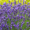 Lavender for railing planters