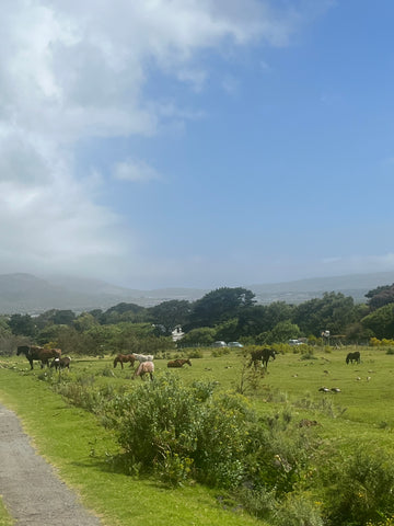 horses cape town