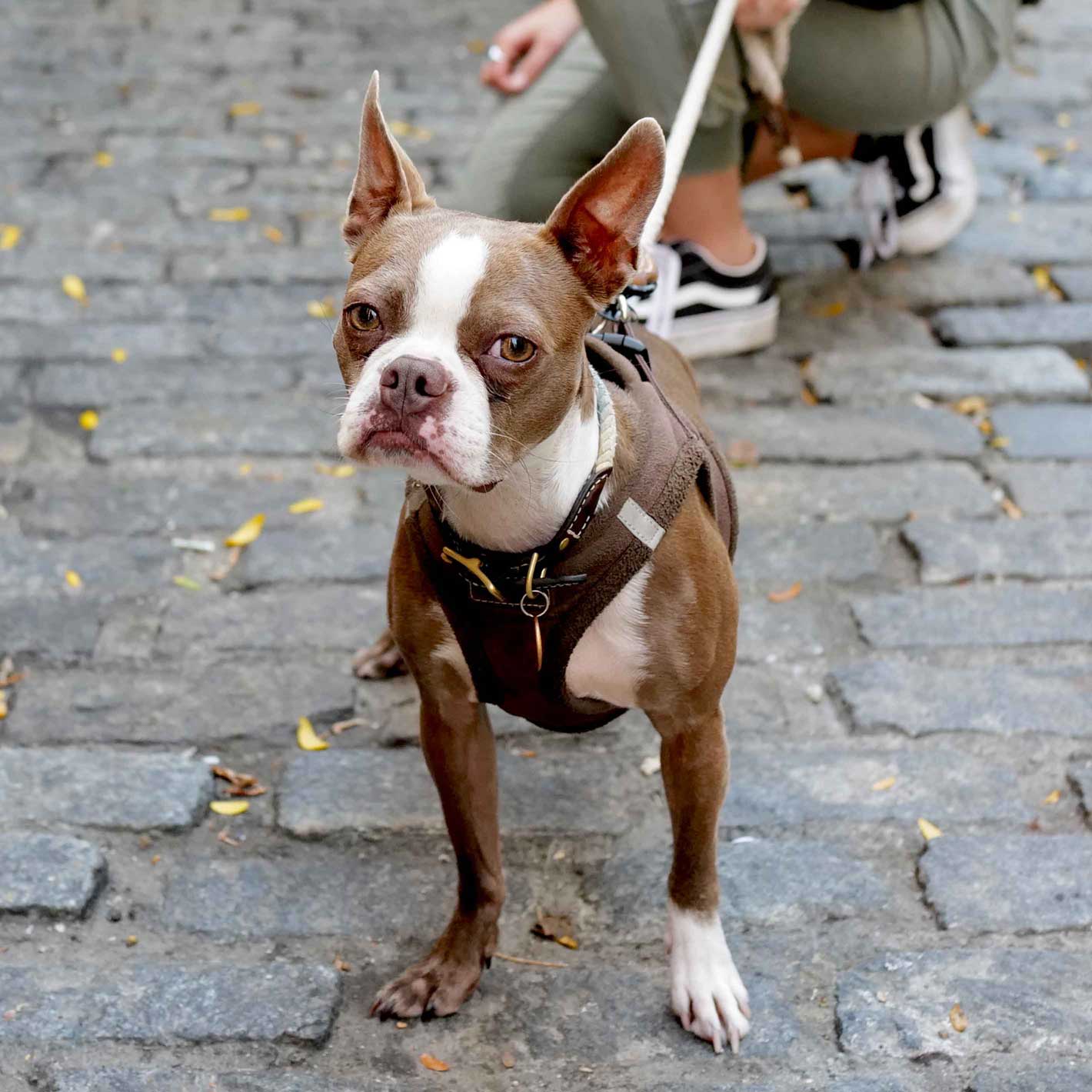 Brown Boston Terrier