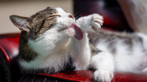 chat qui se lèche