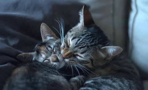 chat qui lèche un autre chat