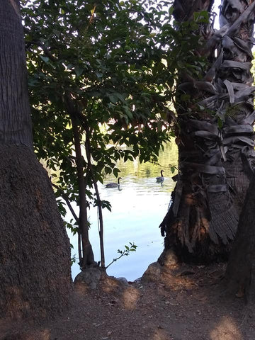 hidden glimpse between trees of ducks