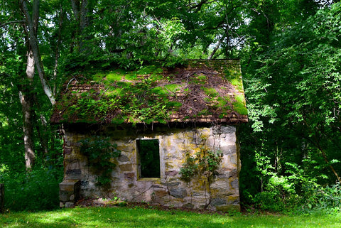 forest cottage