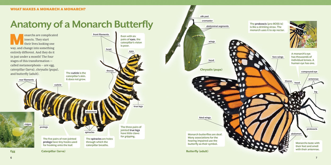 Buy How to Raise Monarch Butterflies A StepbyStep Guide for Kids