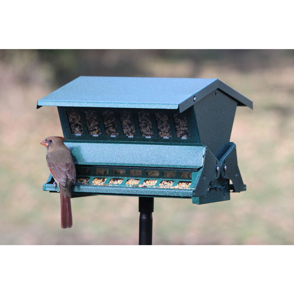 Buy Absolute Ii Squirrel Proof Bird Feeder Online With Canadian Pricing 