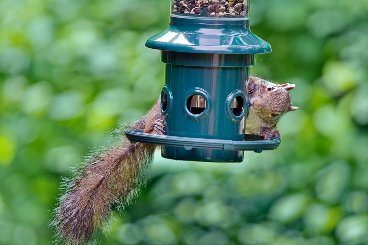 squirrel catapulted off bird feeder