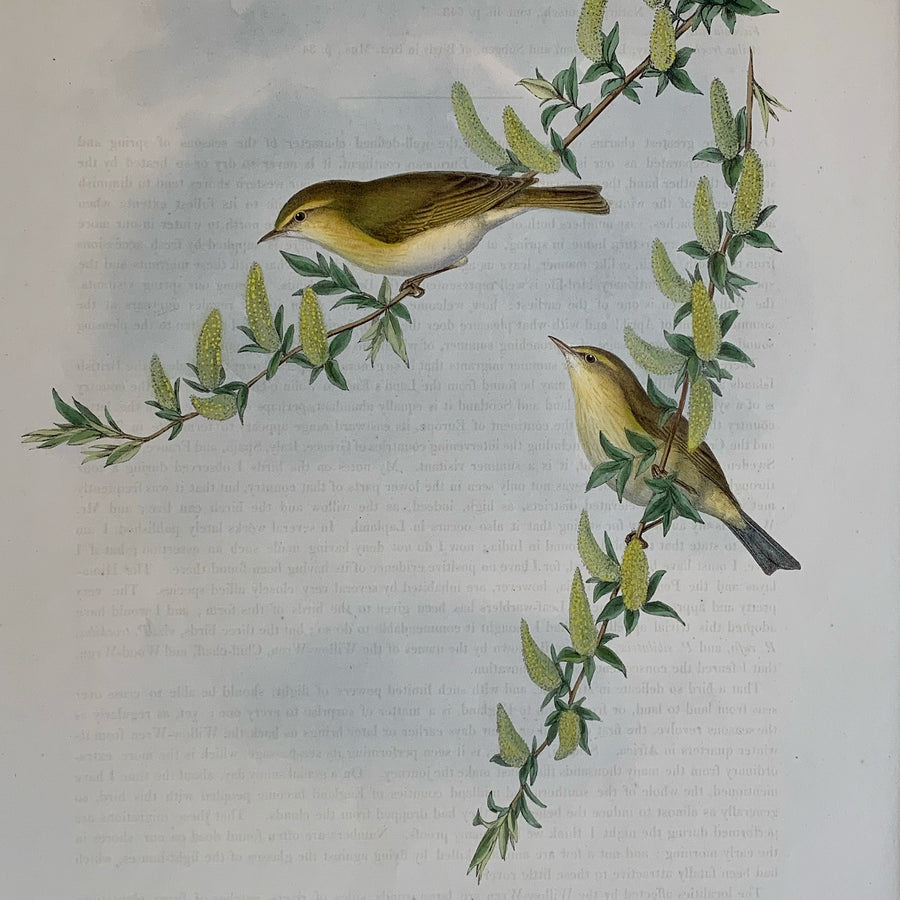 John Gould Birds of Great Britain Matted 7