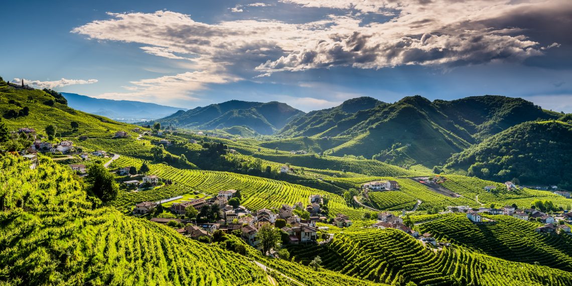 VENEGAZZÚ VINEYARDS