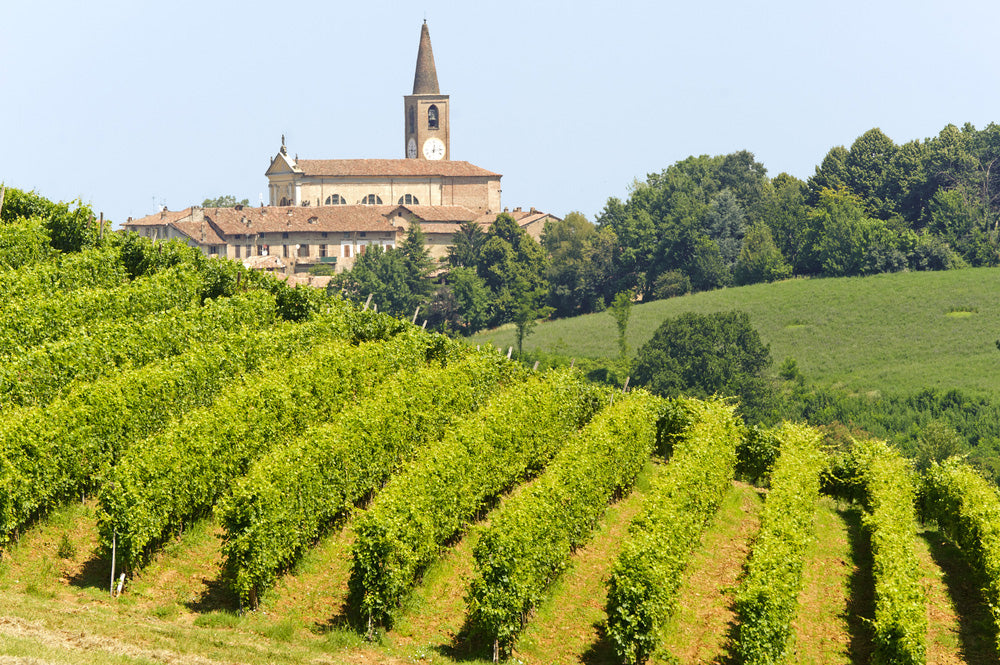 TENUTA MAZZOLINO VINEYARDS