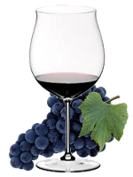 DOLCETTO  –  RED GRAPE FOR RED WINE