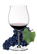 MERLOT   –  RED GRAPE FOR RED WINE