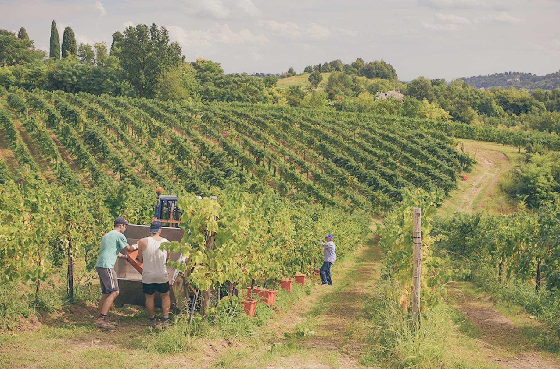 LE MANZANE VINEYARDS