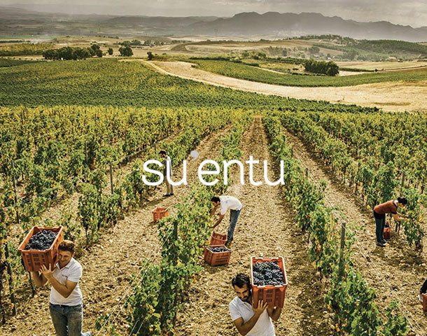 CANTINE SU'ENTU VINEYARDS