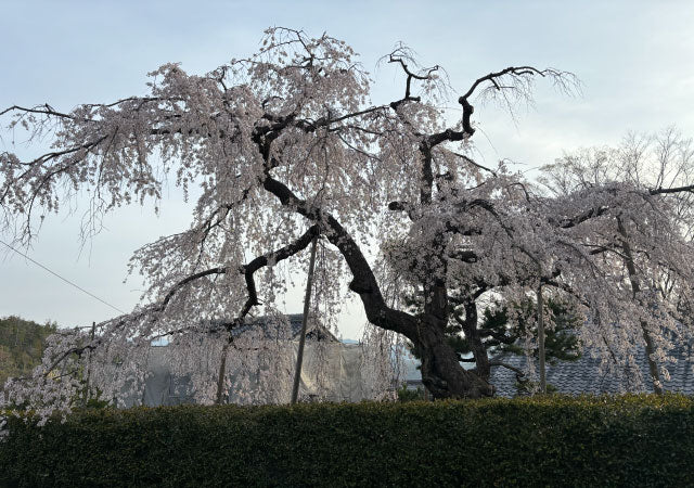 赤松の枝垂桜の画像