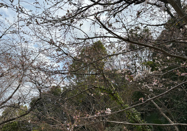 沿道のまだ開花する前の桜の画像