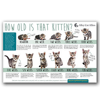 Kitten Socialization Chart