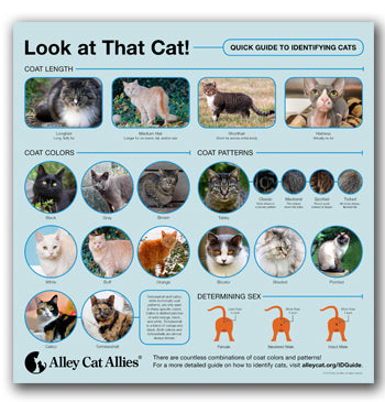 Cat coat patterns: a furr-tastic guide
