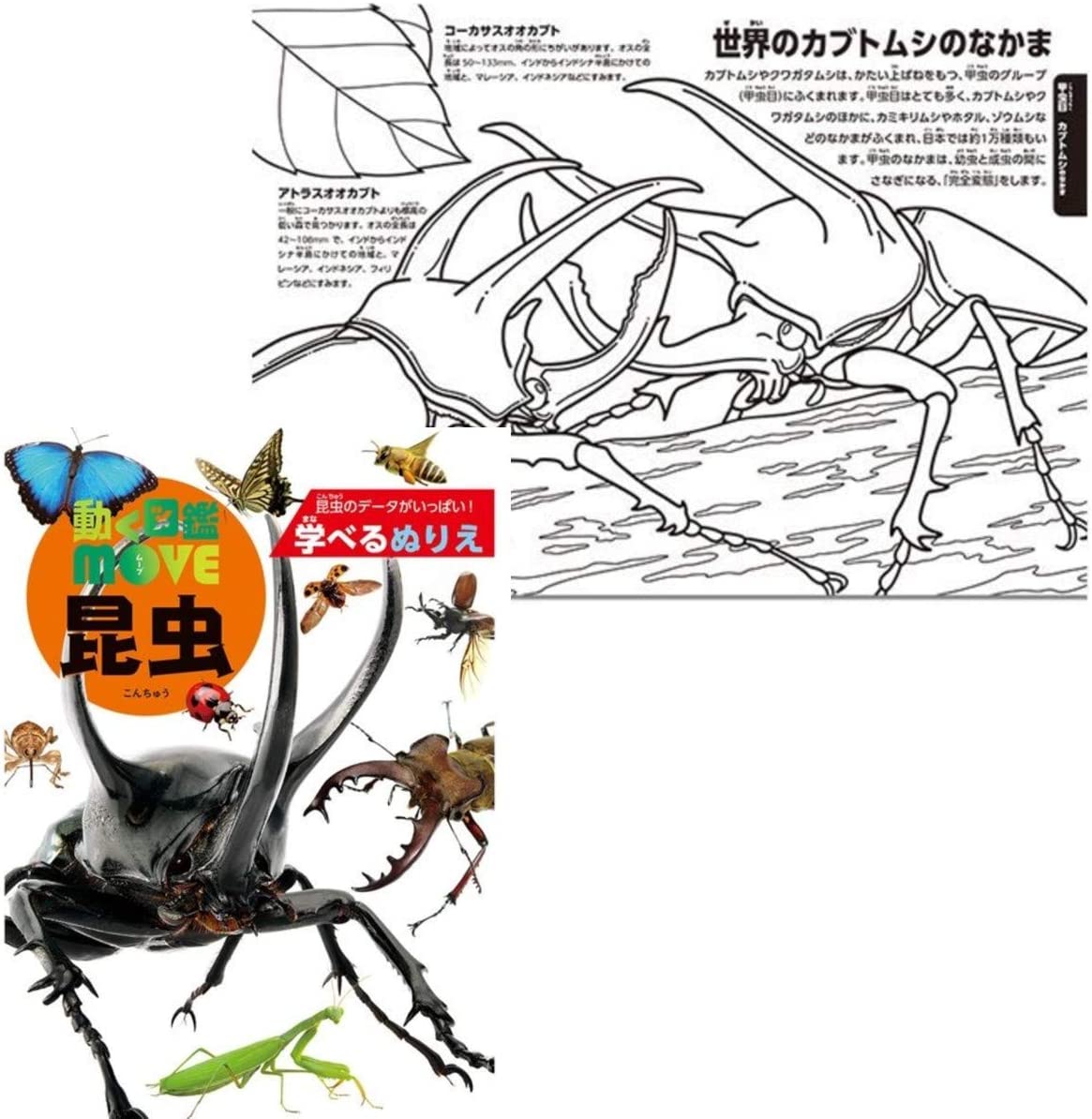 トーヨー 学べるぬりえb5 動く図鑑move 昆虫 恐竜 動物 ３冊セット Extreme Shopkt