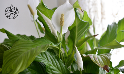 Image of a peace lily for fast growing plants blog